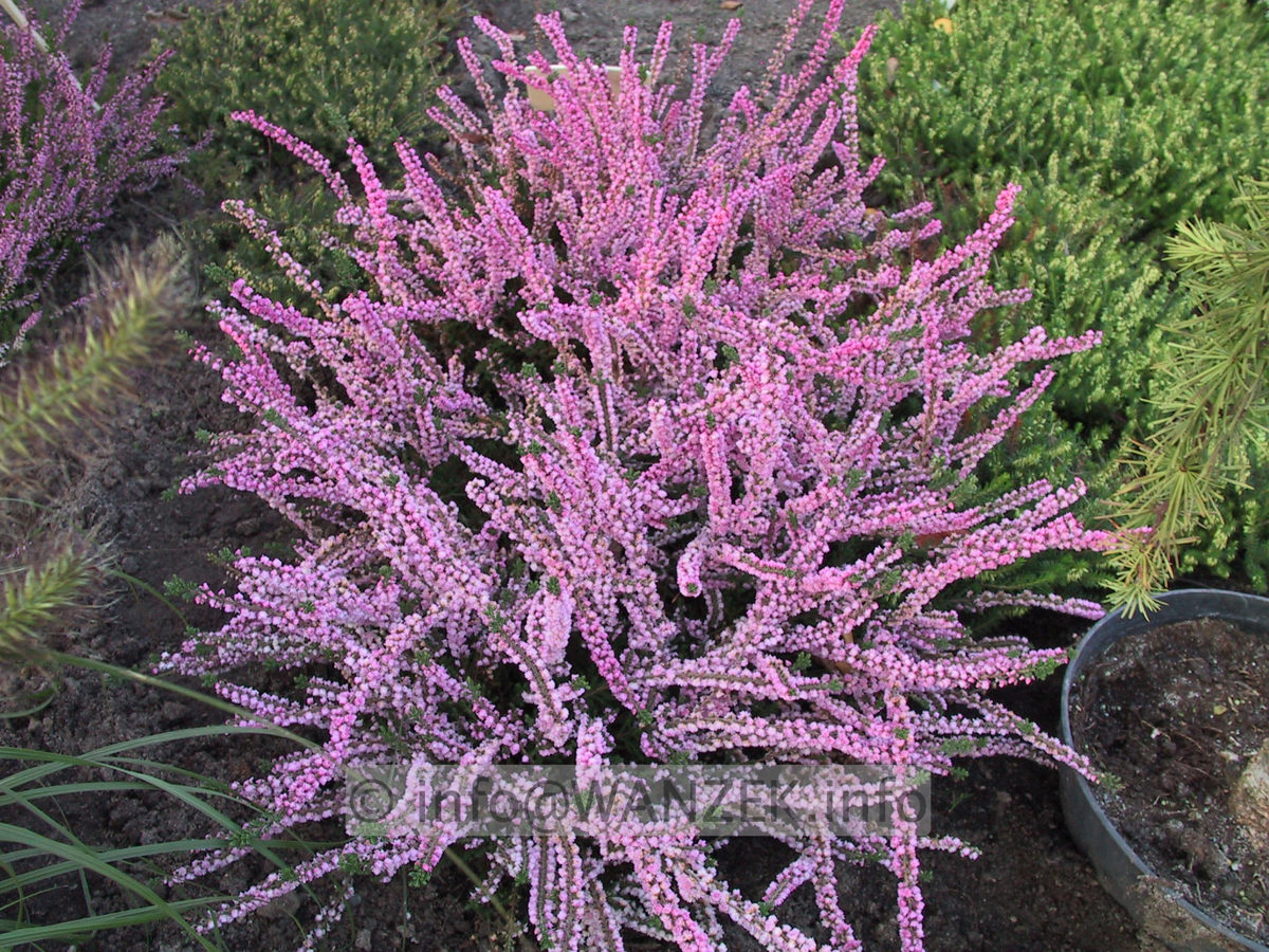 Calluna vulgaris Annemarie.JPG